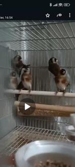 Femelle parva, Animaux & Accessoires, Femelle