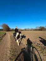 Weide en stalling gezocht voor pony van 21j bocholt lozen, Dieren en Toebehoren, Stalling en Weidegang