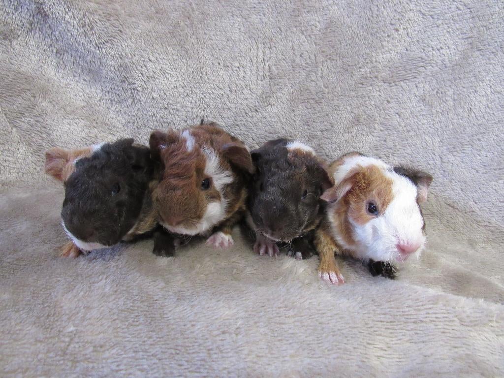 Enkele baby cavia's, Dieren en Toebehoren, Knaagdieren, Meerdere dieren, Cavia, April