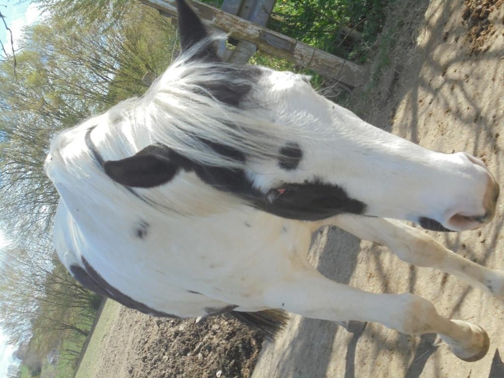 jument montée, Animaux & Accessoires, Chevaux, Jument, Moins de 160 cm, 3 à 6 ans, Cheval de récréation, Avec puce électronique