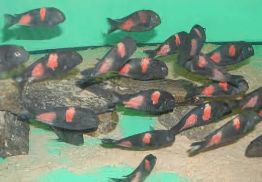 Tropheus moori bulu piont jongen, Dieren en Toebehoren, Vissen | Aquariumvissen, Zoetwatervis, Vis, Schoolvis