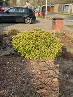 GRATIS planten (rododendron) en bodembedekker, Ophalen