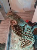 Baardagaam, Hagedis, Tam, 0 tot 2 jaar