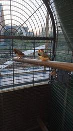 mooie zebravinken van kweek 2025 buitenvoiliere, Meerdere dieren