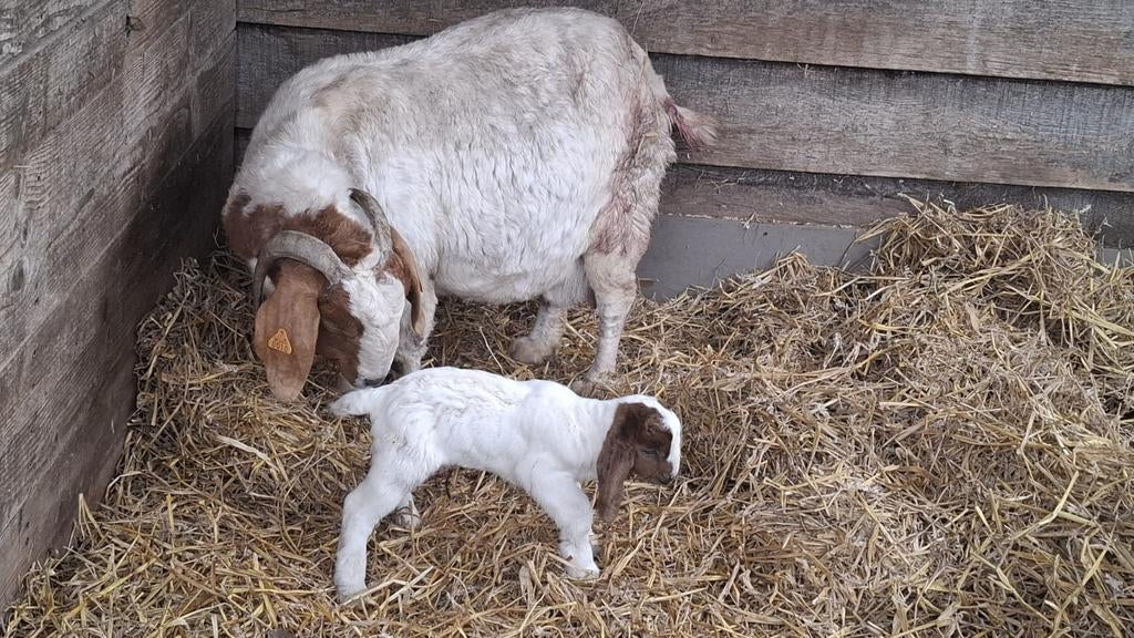 Boergeit bok met stamboekpapieren, Animaux & Accessoires, Moutons, Chèvres & Cochons