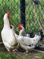 Scharrel kippen, Vrouwelijk, Kip