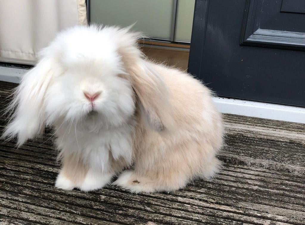 Ik zoek een geweldig leuk konijn, Animaux & Accessoires, Lapins, Oreilles tombantes