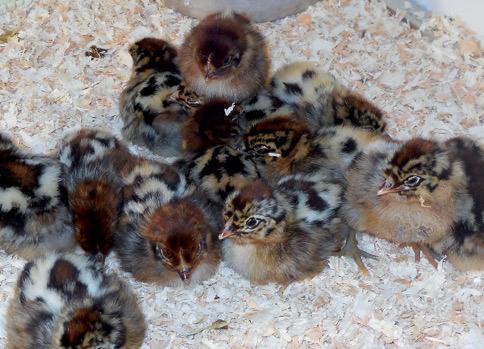 Eendagskuikens ( legkippen, brakel, poule de bresse), Animaux & Accessoires, Volatiles