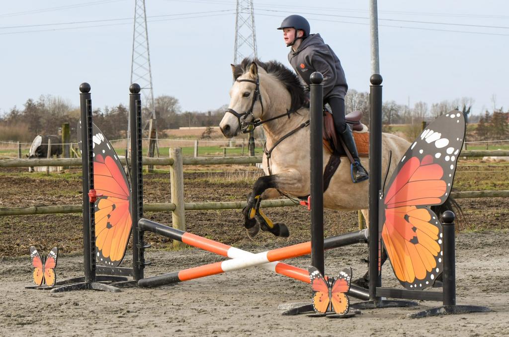 D pony TOPSHORE AR CAILIN, Animaux & Accessoires, Poneys