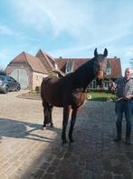 jument de dressage complet pour chevaux à vendre, Animaux & Accessoires, Jument