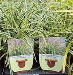 Carex Oshimensis ‘Feather Falls’, Jardin & Terrasse, Plantes | Jardin, Ne fleurit pas, Bisannuelle, Enlèvement, Graminées ornementales