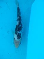 Japanse Koi, Carpe ou Koï