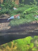 Rili garnalen ( Neocaridina shrimps), Dieren en Toebehoren, Vissen | Aquariumvissen, Kreeft, Krab of Garnaal, Zoetwatervis, Schoolvis
