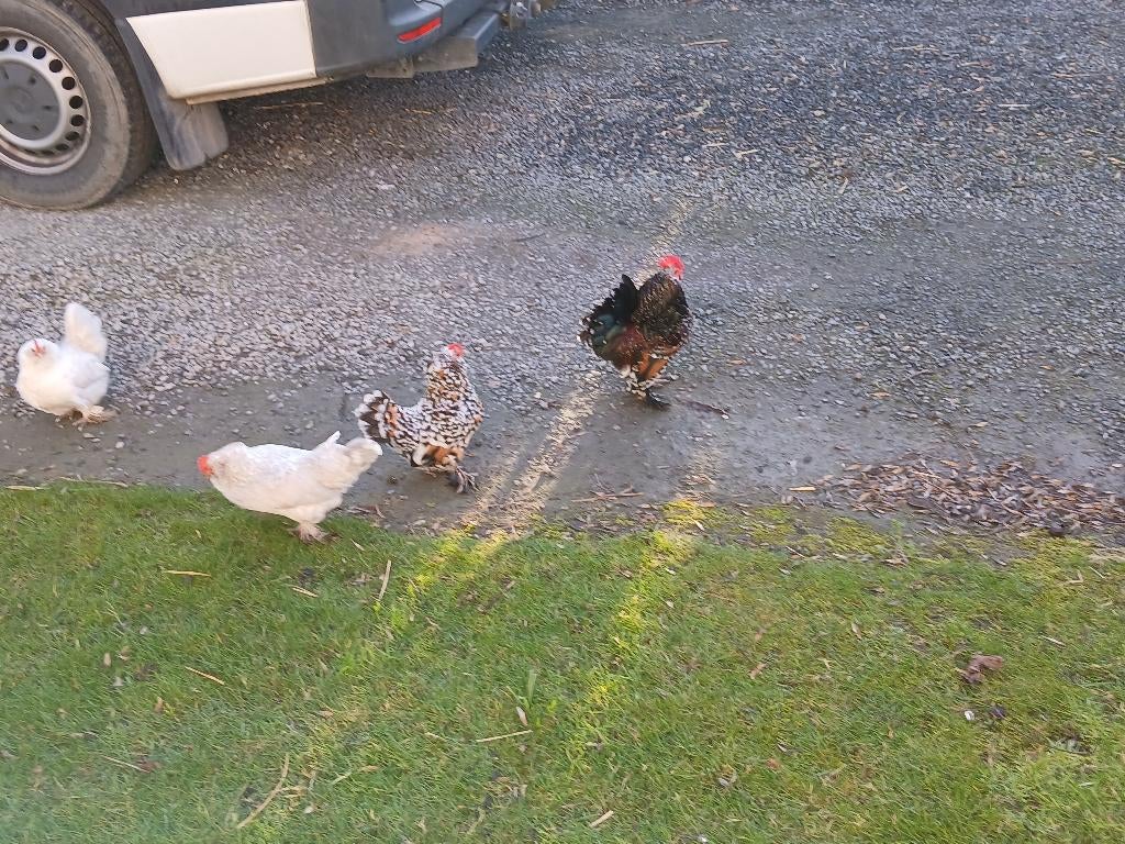 Ukkelse baardkriel, Dieren en Toebehoren, Pluimvee, Kip