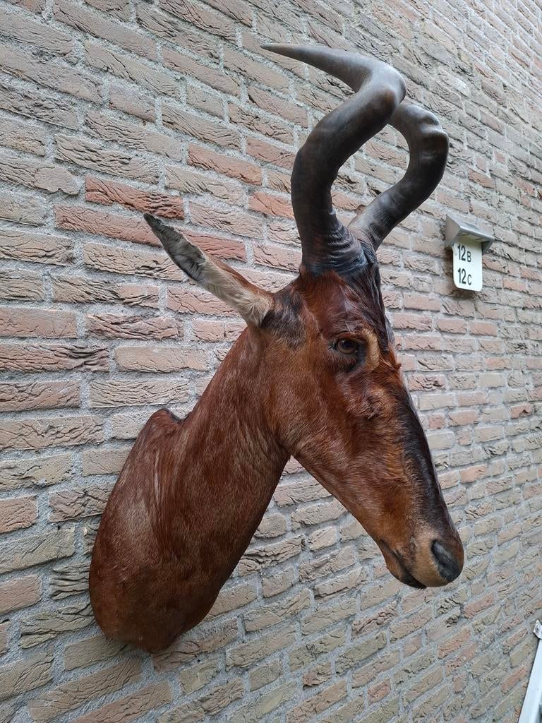 Tête en peluche : africaine, taxidermie, crâne, cerf, Collections, Collections Animaux, Enlèvement, Animal sauvage, Bois ou Tête