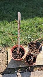 Jonge rode beukeboompjes in pot., Ophalen, Minder dan 100 cm, In pot