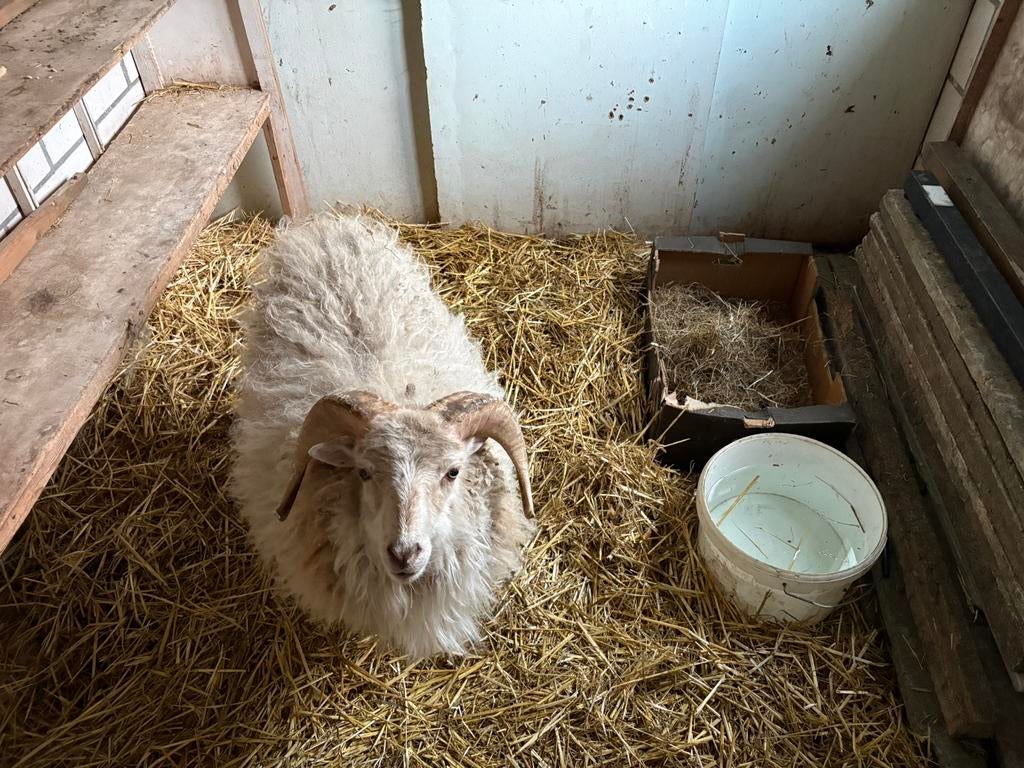 Te koop: Gezonde Ouessant ram - Klein formaat 🐑-, Mâle