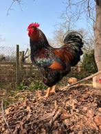 Barnevelder haan, Mâle, Poule ou poulet