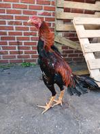 Hint 2025, Dieren en Toebehoren