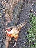 Formosa fazant, Animaux & Accessoires, Mâle, Autres espèces