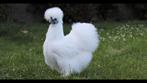Kuikens zijdehoen kriel wit ongebaard, Dieren en Toebehoren, Pluimvee, Geslacht onbekend, Kip