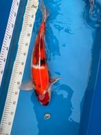 Showa Marusei 50 cm, Animaux & Accessoires, Carpe ou Koï