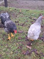 Wyandotte 3 jonge hennen en haan groothoender, Dieren en Toebehoren, Pluimvee, Meerdere dieren, Kip