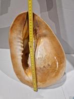 33cm grote kaurischelp , 2816 gram Cassis Cornuta, Enlèvement ou Envoi