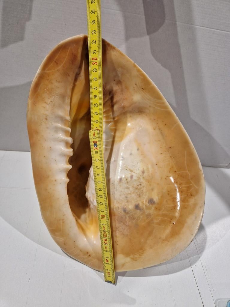 33cm grote kaurischelp , 2816 gram Cassis Cornuta, Verzamelen, Mineralen en Fossielen, Ophalen of Verzenden