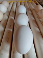 Witte leghorn broedeieren, Dieren en Toebehoren, Ophalen