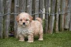 Magnifique chiot Maltipoo blanc abricot, Belgique, Un chien, Hépatite contagieuse (maladie de Rubarth), Chienne