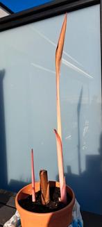 plante de canna avec pot, Jardin & Terrasse, Plantes | Jardin, Enlèvement