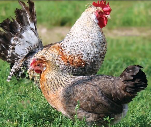 Cream legbar ( blauwe eieren), Dieren en Toebehoren