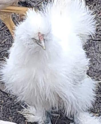 Zijdehoen haan, Dieren en Toebehoren, Mannelijk, Kip