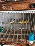 Gele en geelbonte kanarie mannen, Dieren en Toebehoren, Vogels | Kanaries, Mannelijk, Kleurkanarie