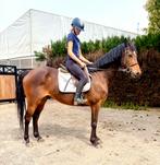 14j toffe ruin, Dieren en Toebehoren, Paarden, Ruin