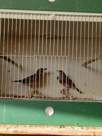 Koppel grijskap lijster, Dieren en Toebehoren, Vogels | Overige Vogels, Meerdere dieren, Wildzangvogel, Geringd