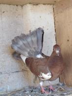 Pauwstaarten, Dieren en Toebehoren, Geslacht onbekend