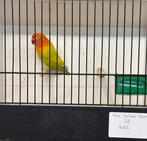Groen pale fallow kweekpop 2021, Dieren en Toebehoren, Vrouwelijk, Dwergpapegaai of Agapornis, Geringd