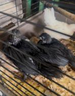 Ayam cemani koppel, Dieren en Toebehoren