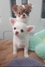Chiot chihuahua poils long, Animaux & Accessoires, Particulier, Chien (mâle), Belgique, 8 à 15 semaines