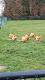 Orpington buff hennen, Dieren en Toebehoren