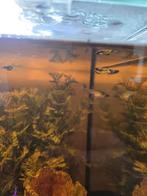 Dwerg guppy jongen, Poisson, Poisson d'eau douce