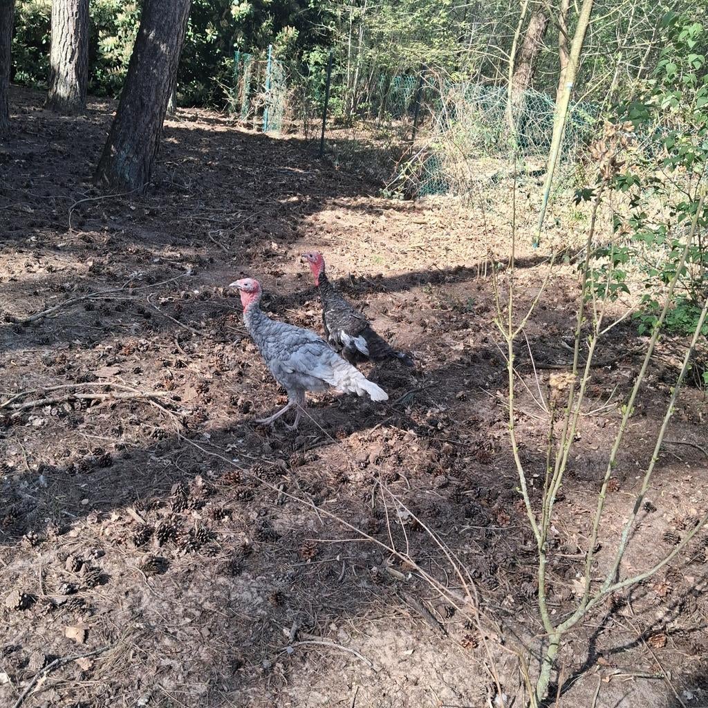 Twee kalkoen  hanen!een  zwarte eneen grijs!40€ stuk, Kalkoen