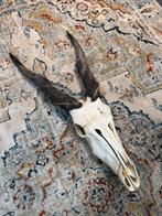 Antilope schedel groot, Collections, Collections Animaux, Enlèvement, Autres, Crâne