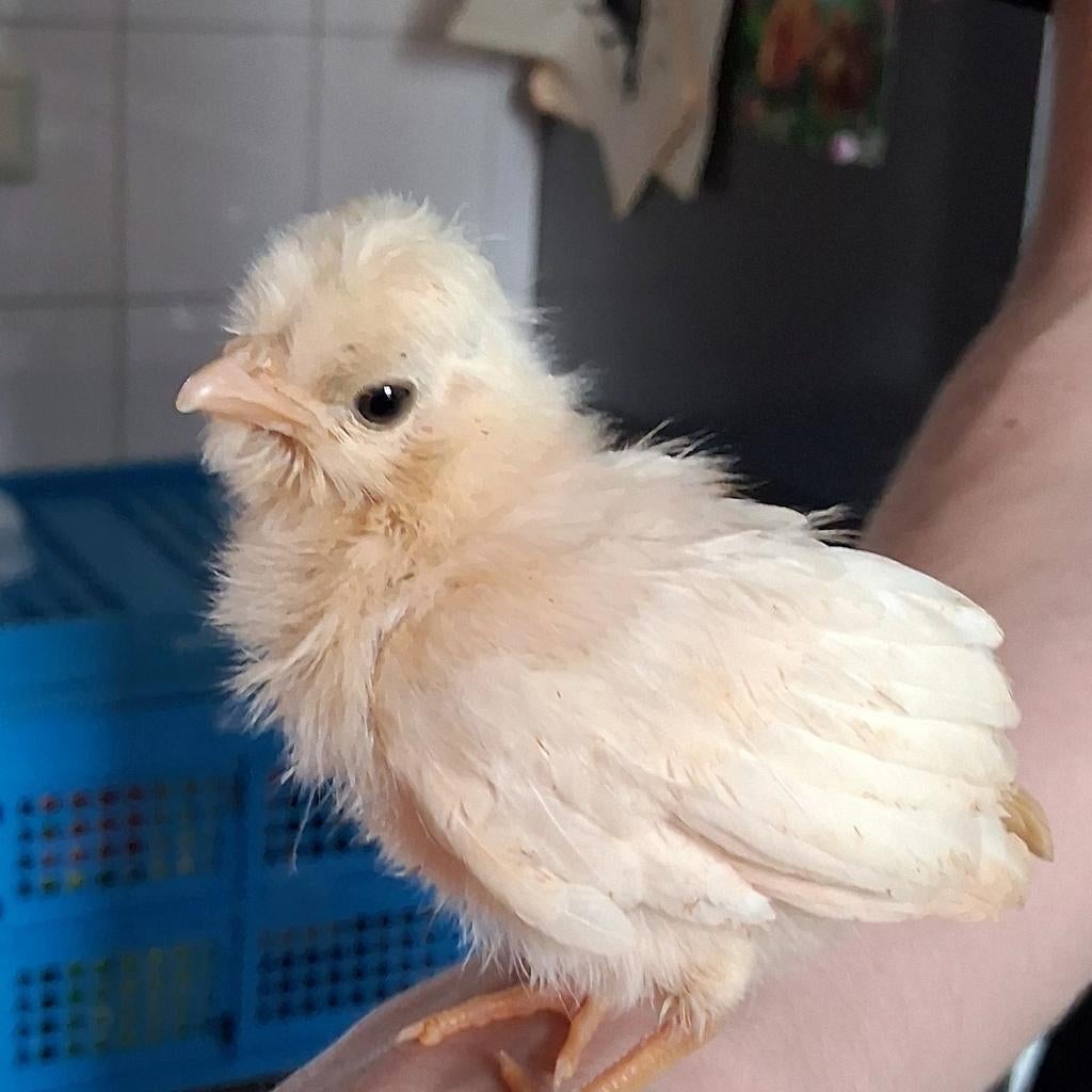 Padua hen kuikens, Dieren en Toebehoren, Vrouwelijk, Kip