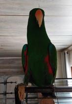 papegaai, Animaux & Accessoires, Domestique, Perroquet, Mâle