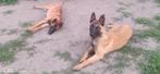 Pups mechelse herders, Dieren en Toebehoren, Honden | Herdershonden en Veedrijvers, België, Particulier, 15 weken tot 1 jaar, CDV (hondenziekte)