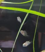 Cichlidés zébrés condamnés.