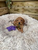 Prachtige medium goldendoodle pups, Dieren en Toebehoren, België, Overige rassen, CDV (hondenziekte), 8 tot 15 weken